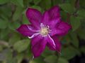 Clematis Asao Powojnik